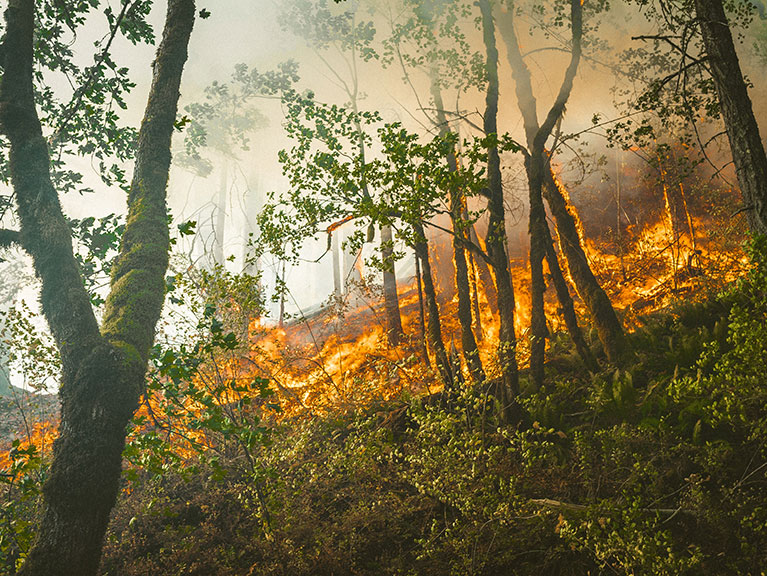 ForestFire_BLOG.jpg