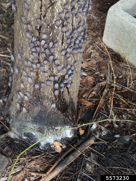 Slf Insect Spotted Lanternfly – Profile and Resources | Invasive Species Centre