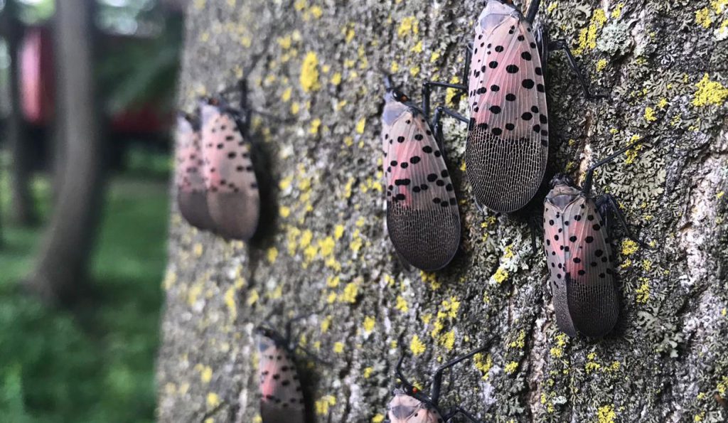 Spotted Lantern Fly