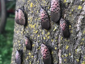 Spotted Lanternfly