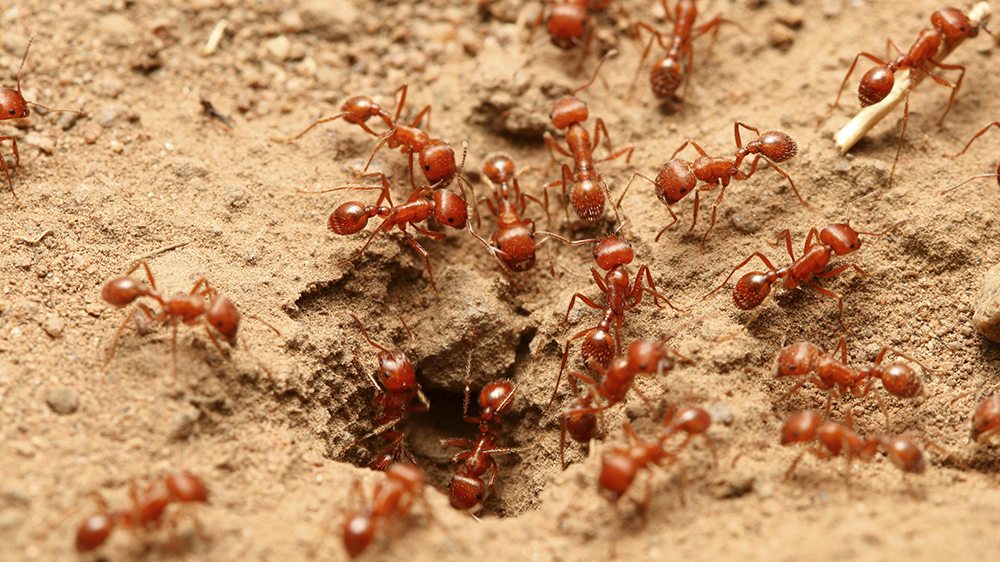 European Fire Ants