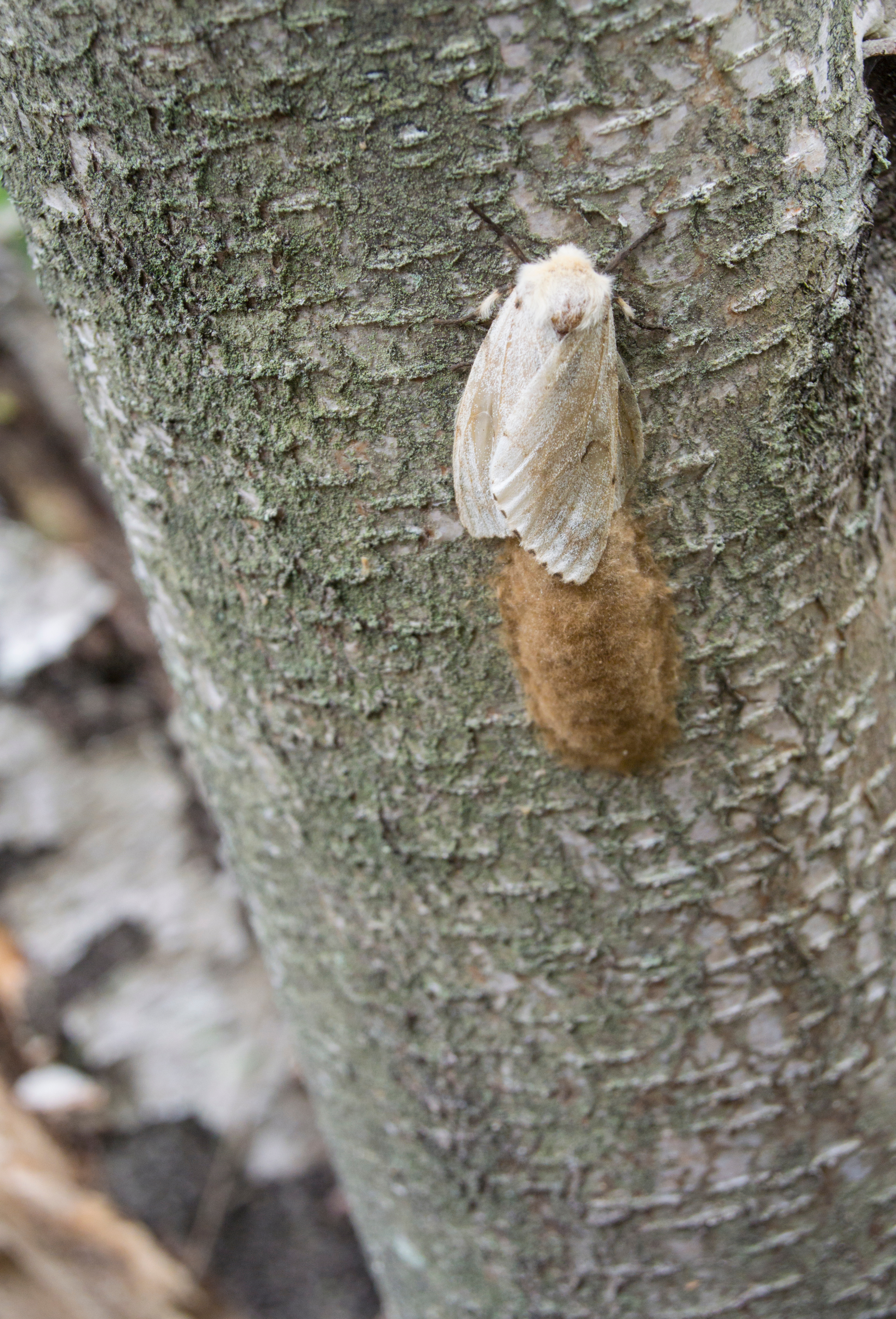 Adult female moth with egg mass on birch tree (Invasive Species Centre)