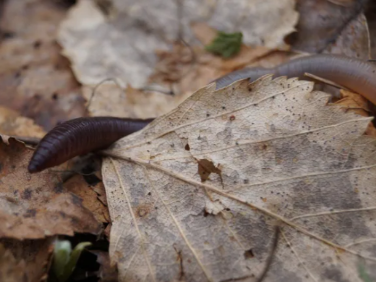 'Jumping Worms': Good for the Garden, Bad for the Forest – Invasive ...