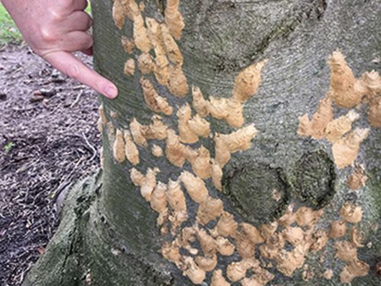 Moth Tree Rash How You Can Prevent Spongy Moth Infestation of Trees – Invasive Species ...