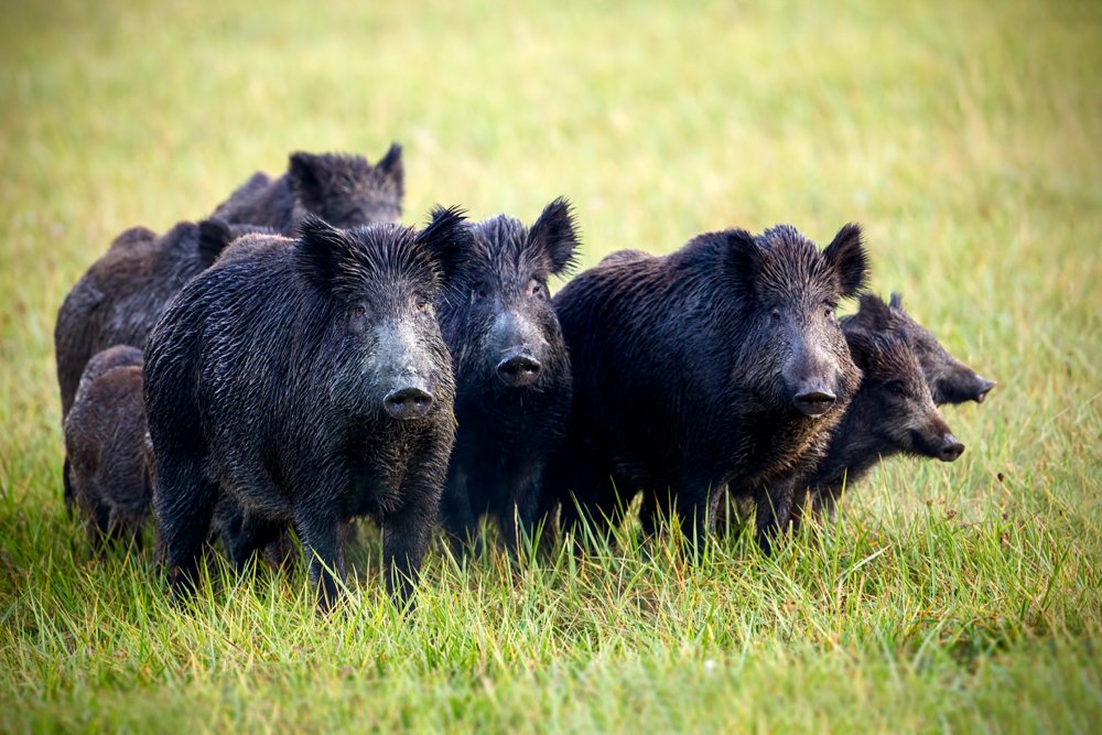 Wild Pigs – Invasive Species Centre