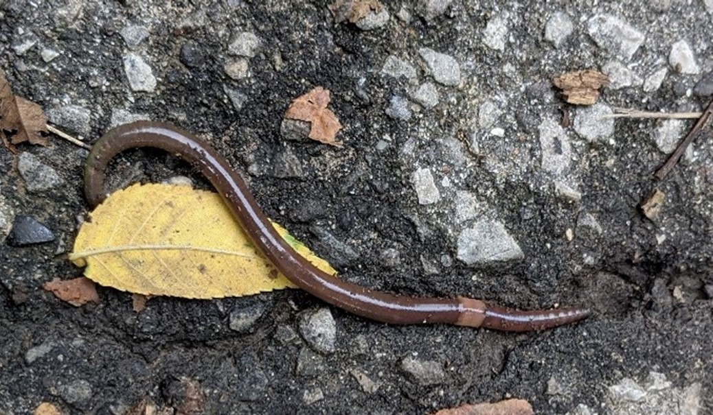 Jumping Worms – Invasive Species Centre