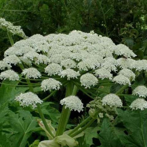 Image of Giant Hogweed invasive weed