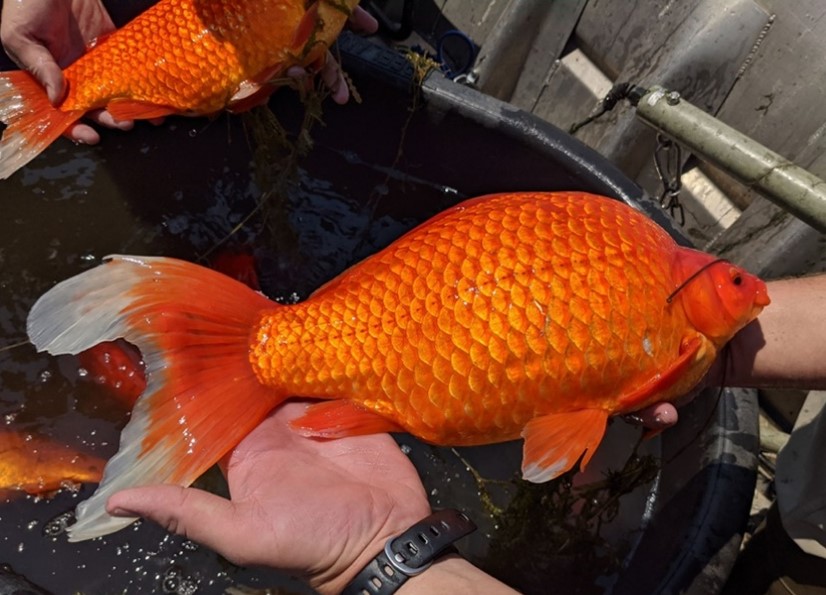 Goldfish – Invasive Species Centre