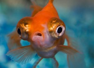 Goldfish – Invasive Species Centre