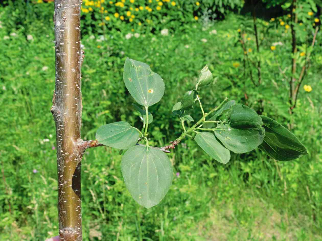 Image of Common buckthorn plant being removed from an area