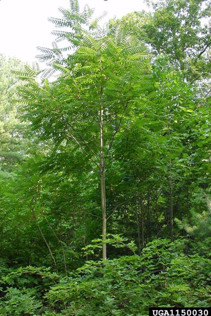 Tree Of Heaven Invasive Species Centre