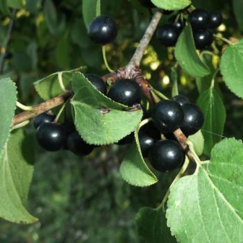 Image of Common buckthorn berries