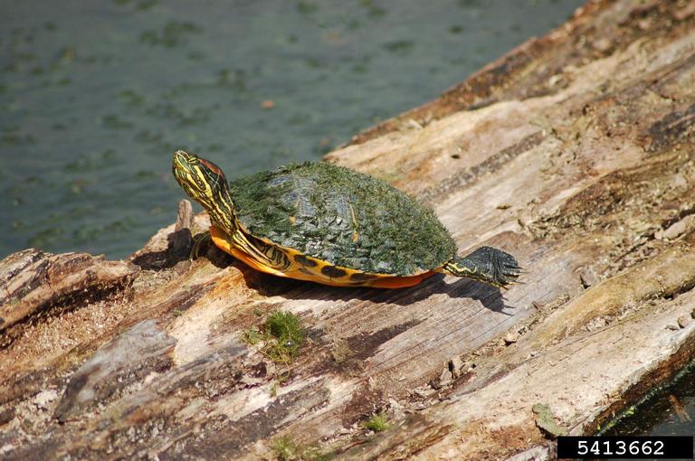 Are Red Eared Slider Turtle an Endangered Species? 2