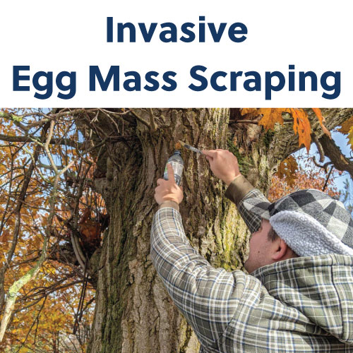 invasive egg mass scraping
