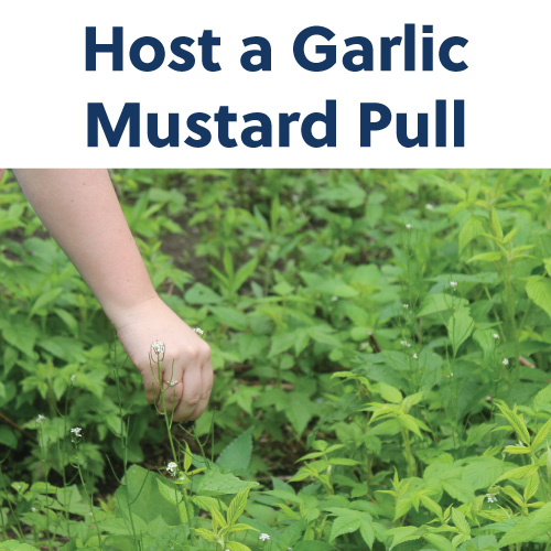 host a garlic mustard pull