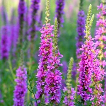 Image of Purple loosestrife plant