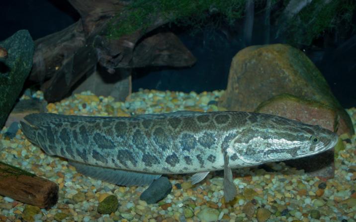 Northern Snakehead – Profile and Resources