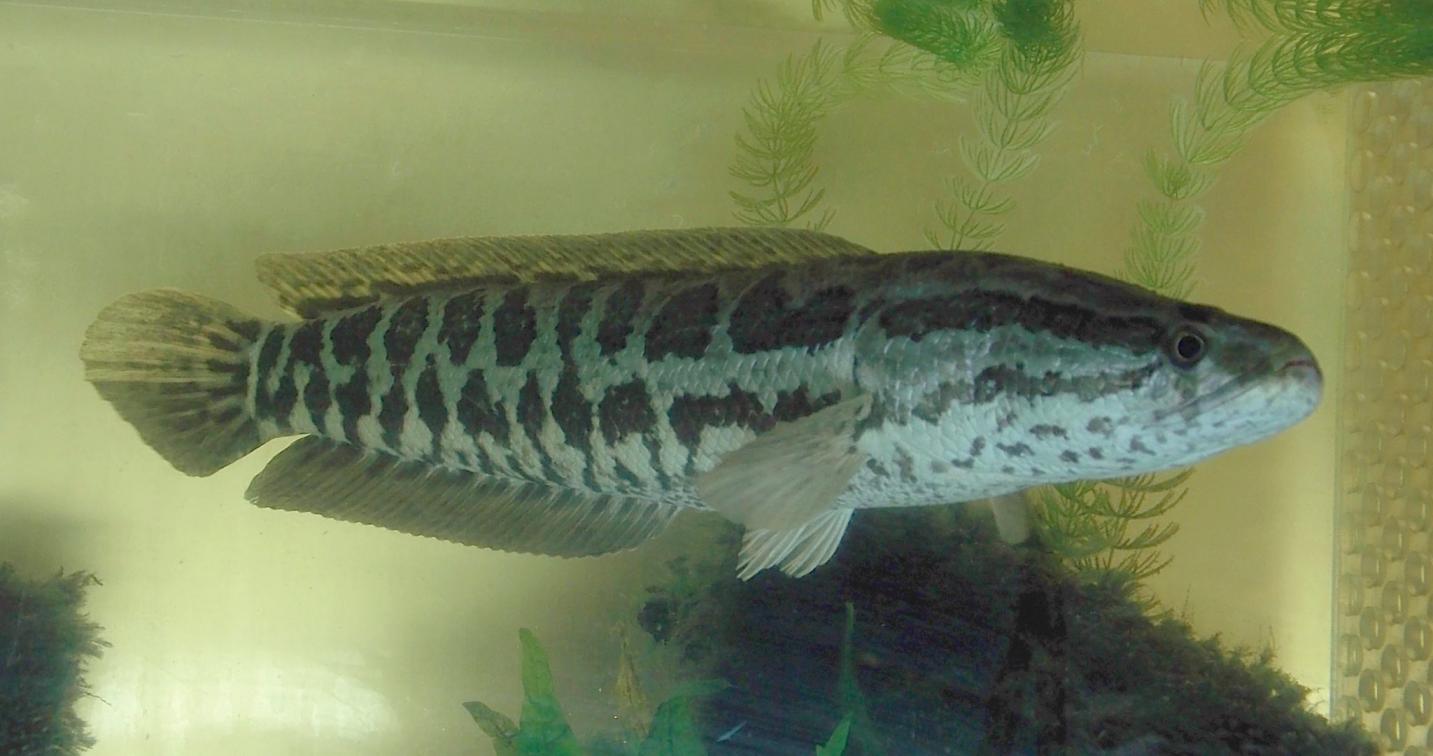 Channa argus (northern snakehead)