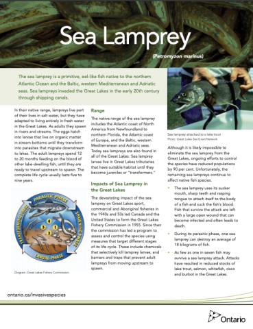 Sea Lamprey – Profile and Resources | Invasive Species Centre