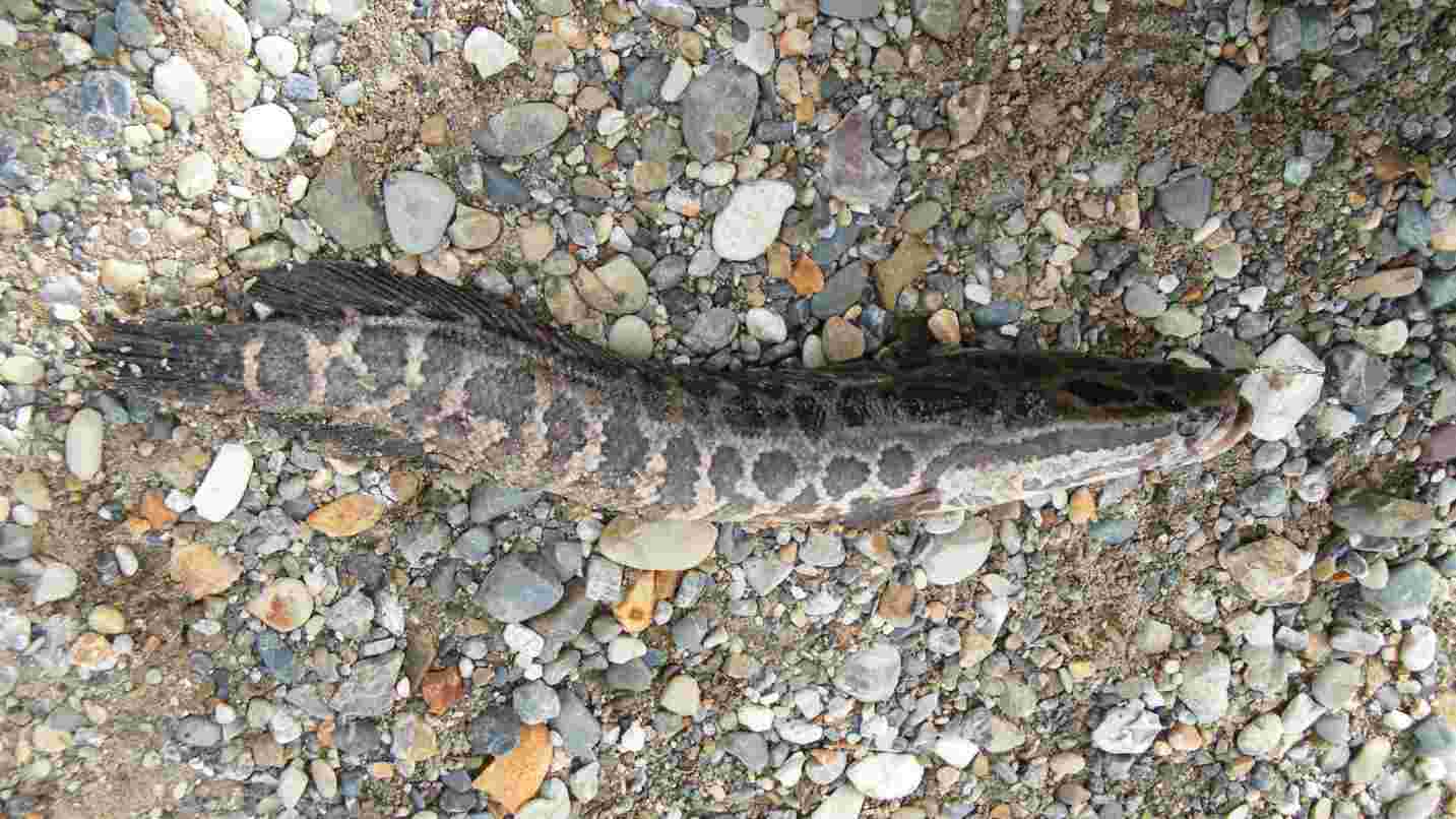 Northern Snakehead – New York Invasive Species Information