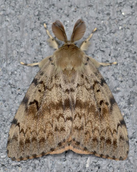 B.C. to spray for invasive spongy moths on Vancouver Island this