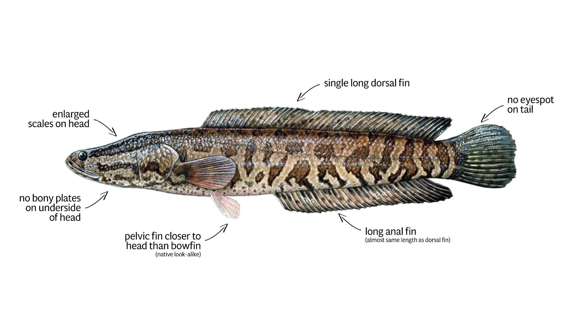 Snakehead fish may be in Ontario waters