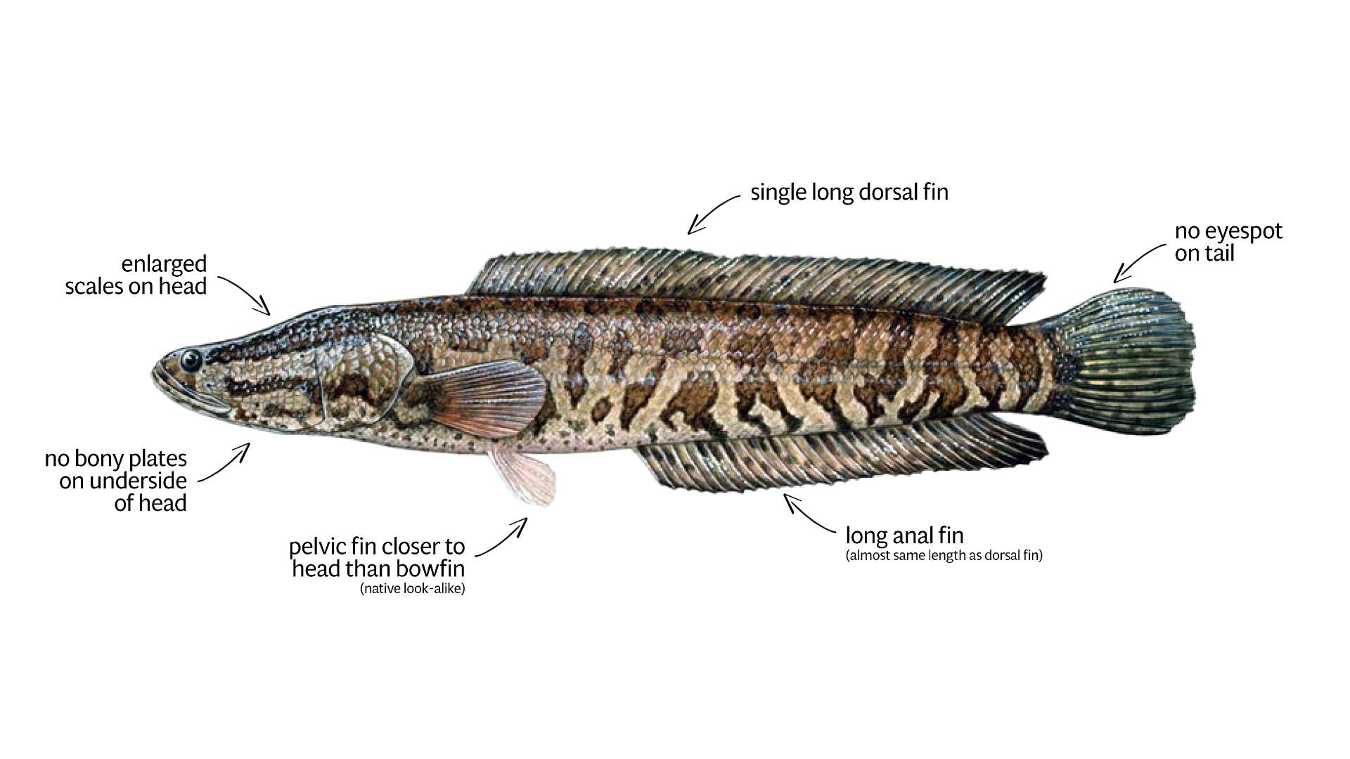 Northern Snakehead  Ontario's Invading Species Awareness Program