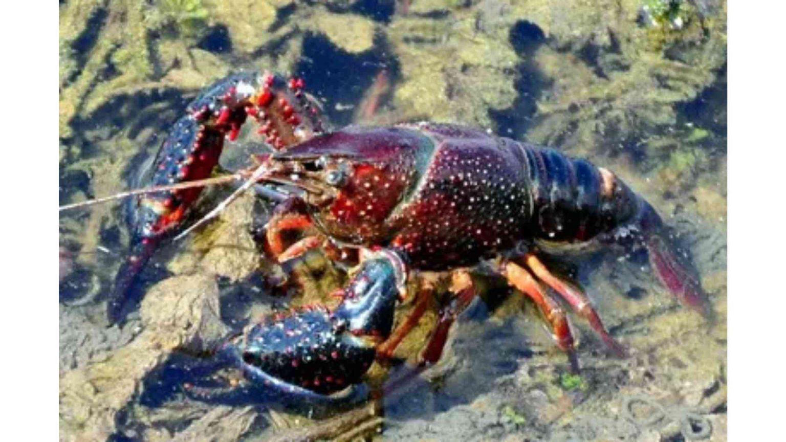 pictures of crayfish