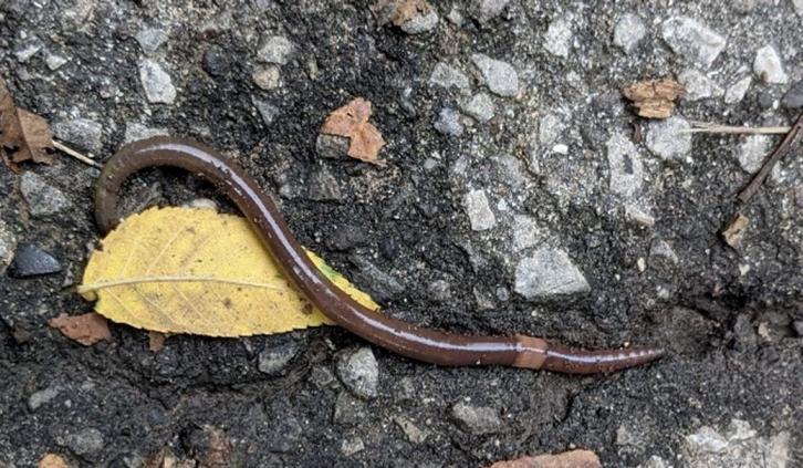 Earthworm Invasion: Non-native Species Are Harming Ecosystems in North  America