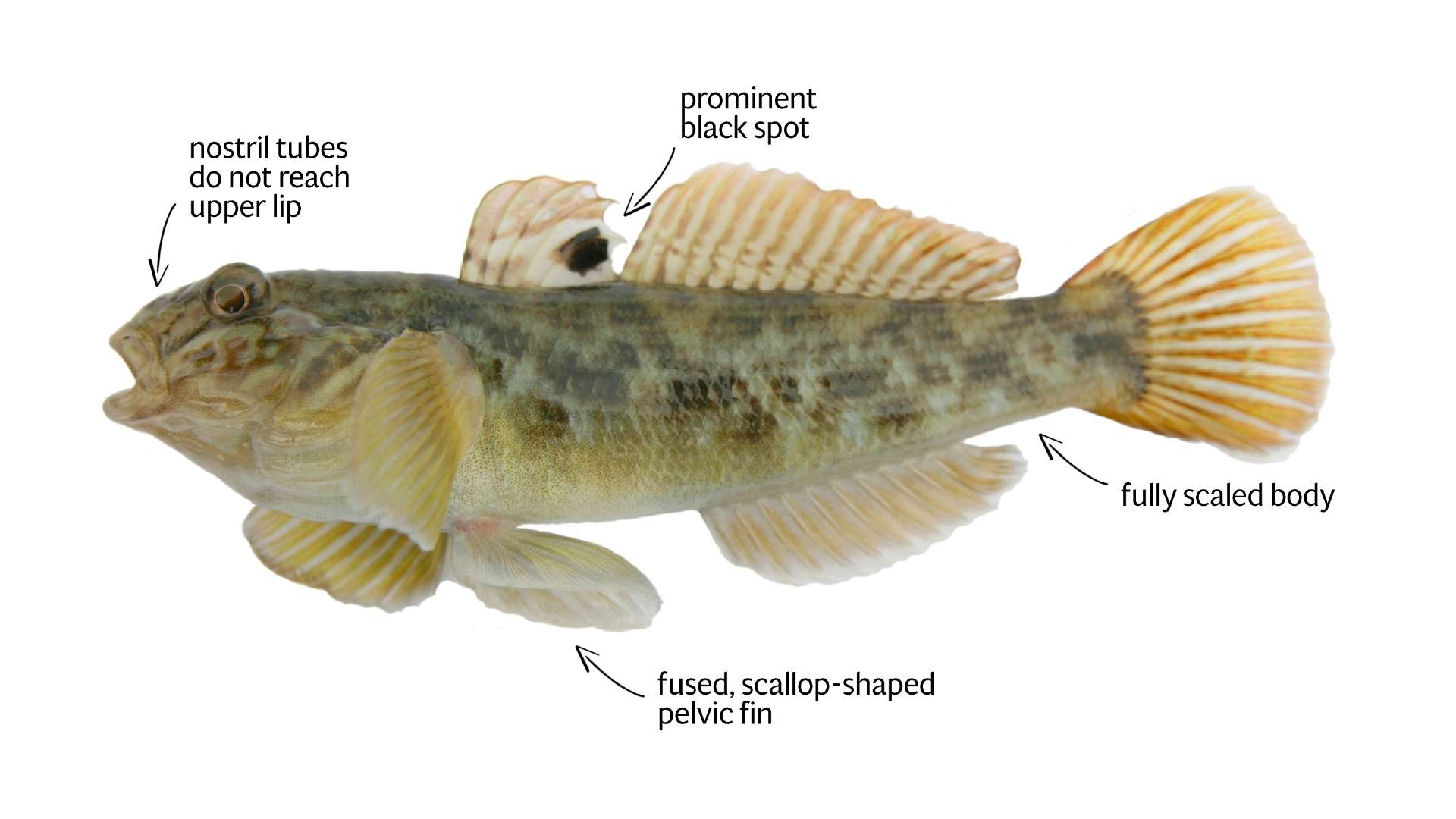 Round Goby – Profile and Resources