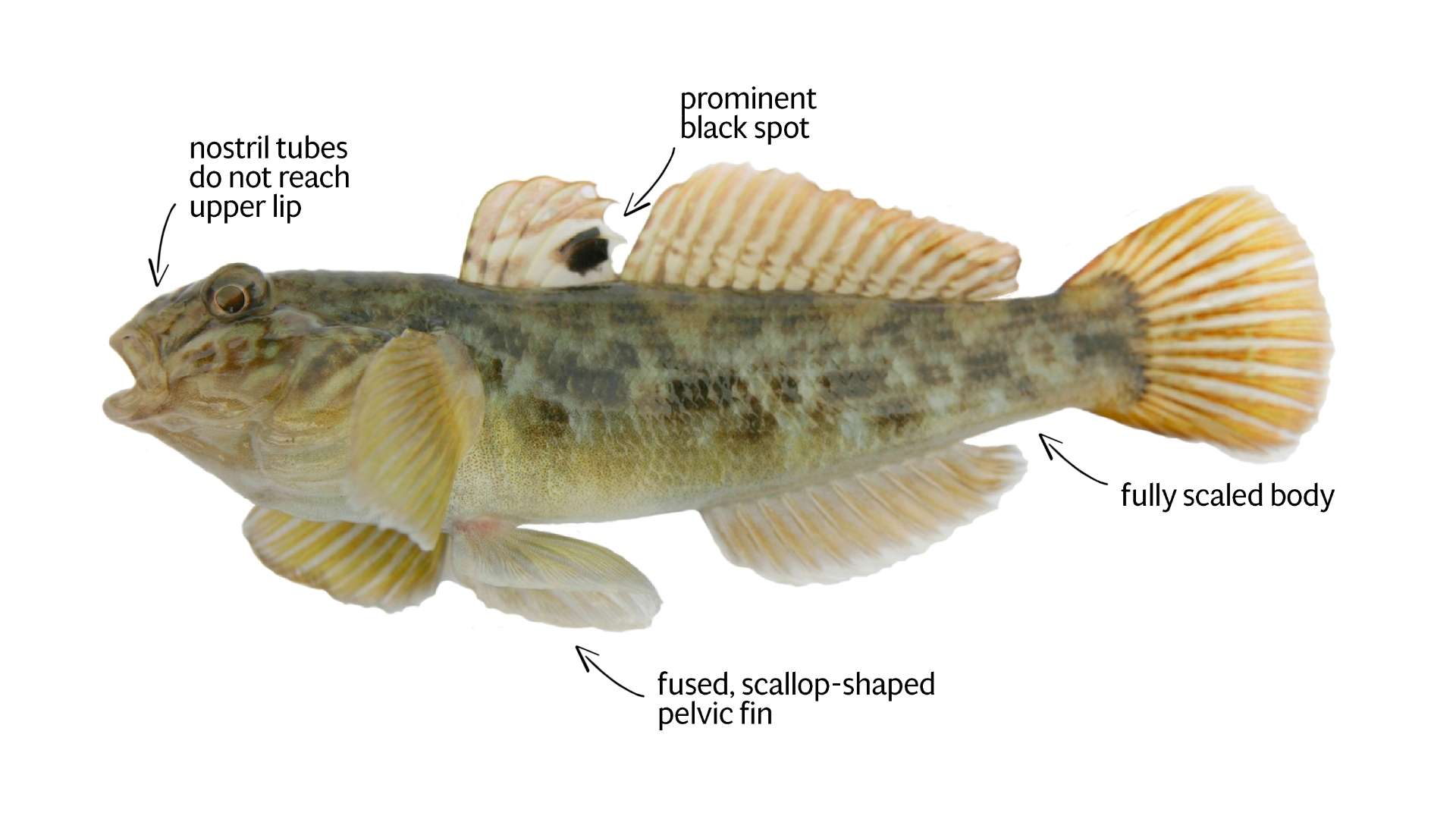 Goby fish discount