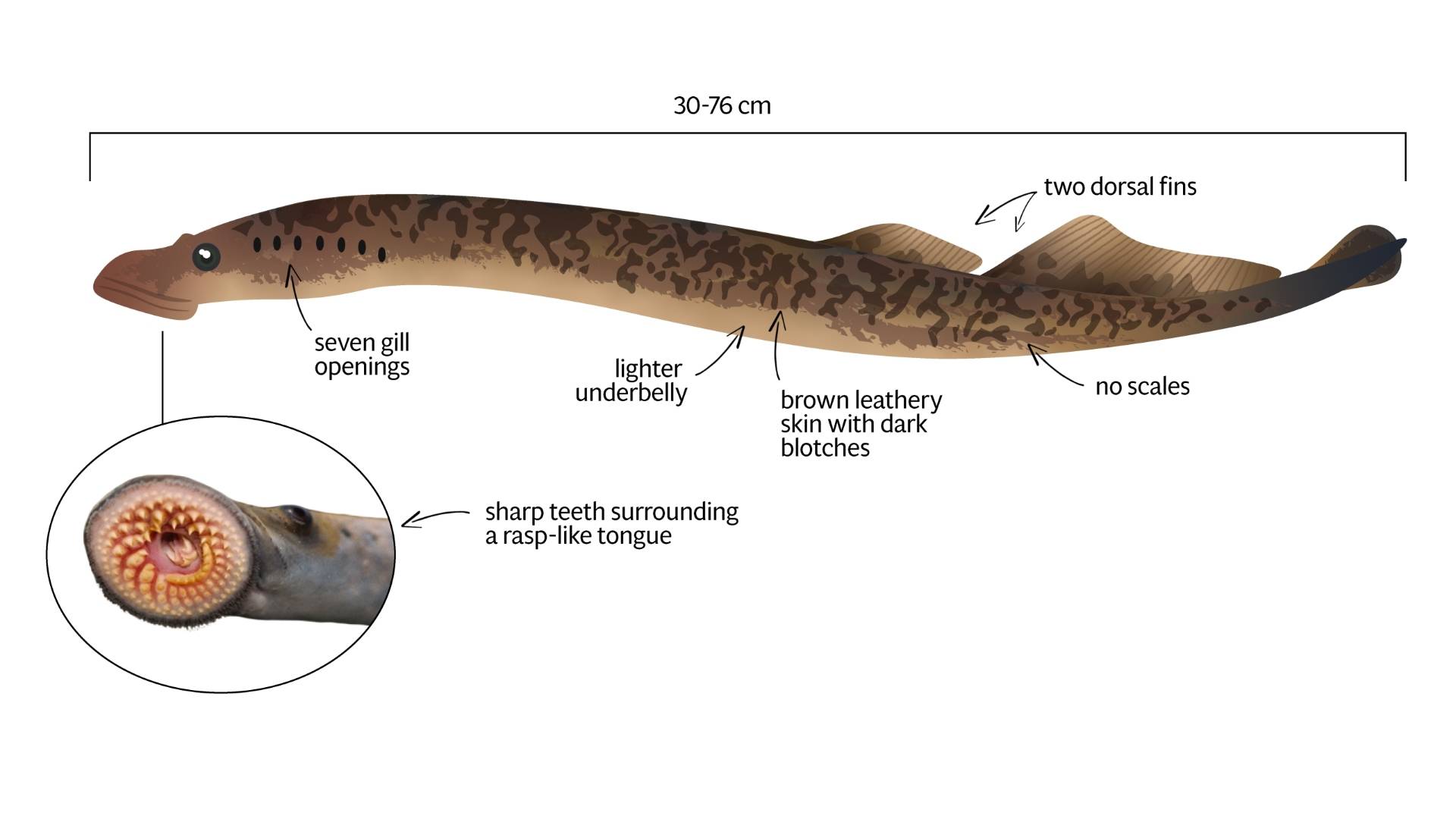 Sea Lampreys