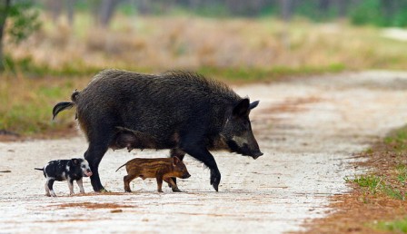 Wild Pigs – Invasive Species Centre