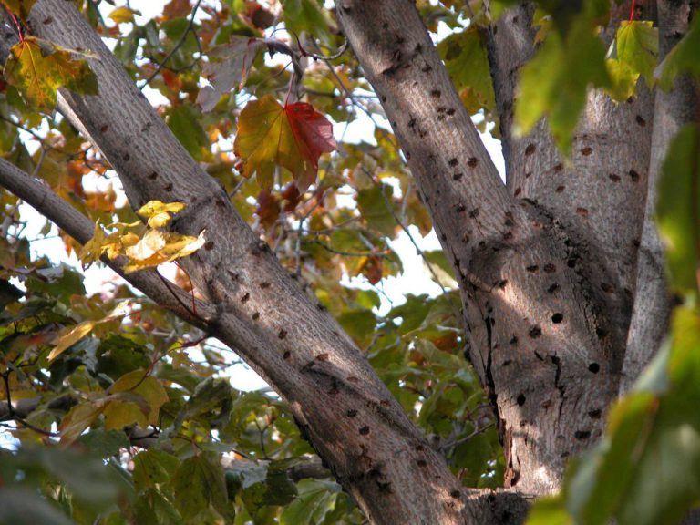 Asian Longhorned Beetle – Profile | Invasive Species Centre