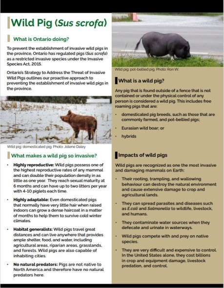 Invasive Species: Wild Boar