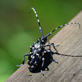 Asian beetles hardwood nj