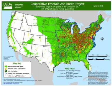 Emerald Ash Borer - Profile | Invasive Species Centre