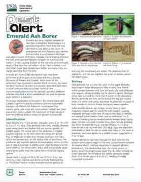 Emerald Ash Borer - Profile | Invasive Species Centre
