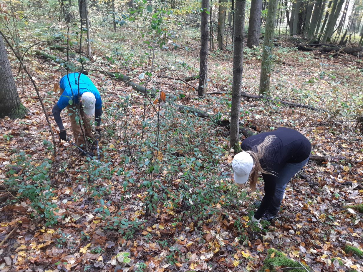 INVASIVE SPECIES CENTRE MICROGRANT FEATURE: Buckthorn Control at Massie