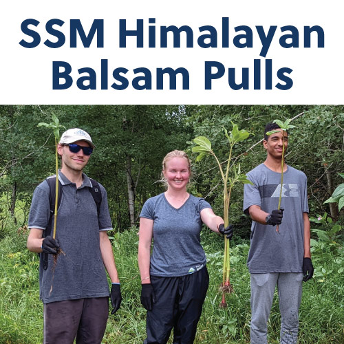 sault ste marie Himalyan balsam pulls