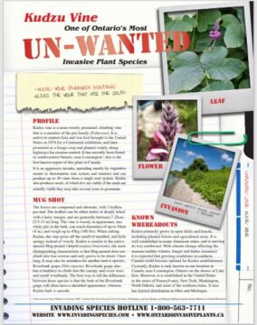 Kudzu Invasive Map Kudzu – Invasive Species Centre