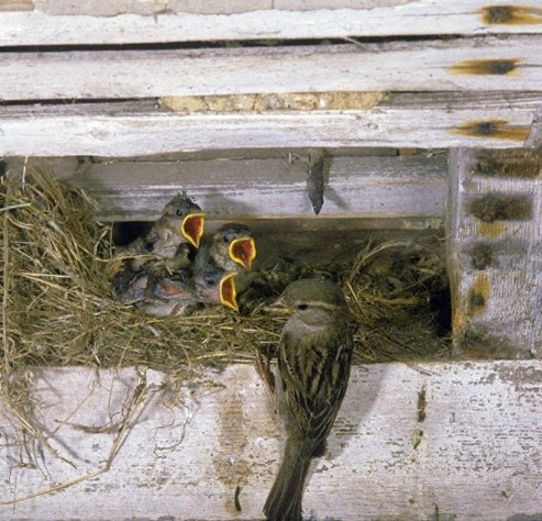 House Sparrow Invasive Species Centre House Sparrow Invasive Species Centre