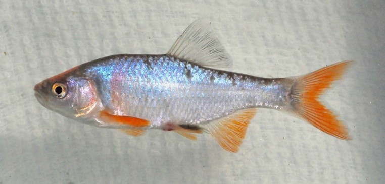Red shiner deals