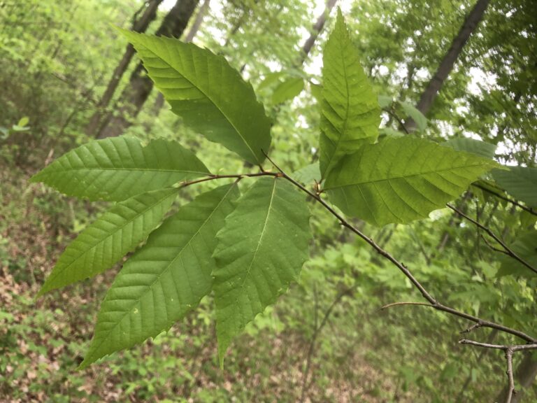 Chestnut Blight – Invasive Species Centre