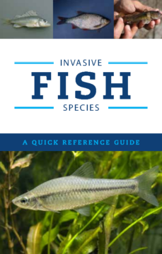 European Rudd Invasive Eurasian Ruffe – Invasive Species Centre