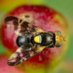 Invasive Insects – Invasive Species Centre