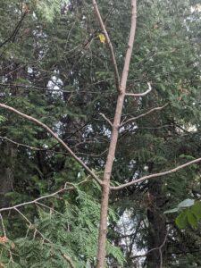Black Ash Community Action Network – Invasive Species Centre