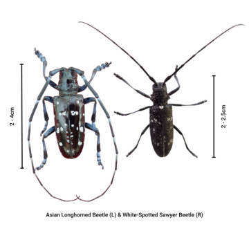 Asian Longhorned Beetle – Profile | Invasive Species Centre