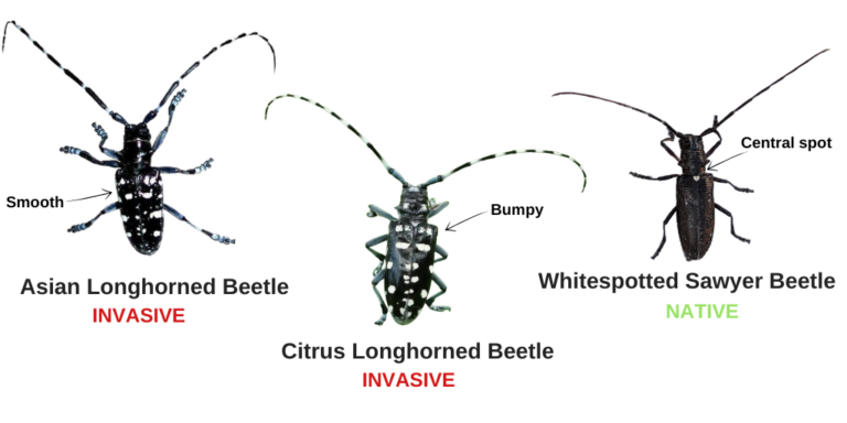 Asian Longhorned Beetle – Profile | Invasive Species Centre