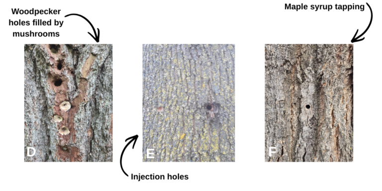Asian Longhorned Beetle – Profile | Invasive Species Centre